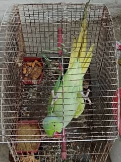 green Talking parrot for sale