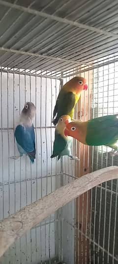 Lovebird Albino lotino fisher Rosicoli