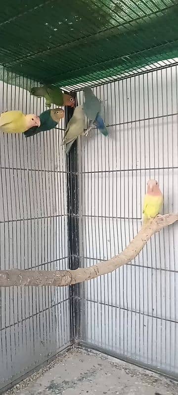 Lovebird Albino lotino fisher Rosicoli 1