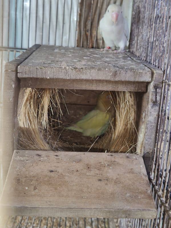 love birds Caremeno decino Albino 4