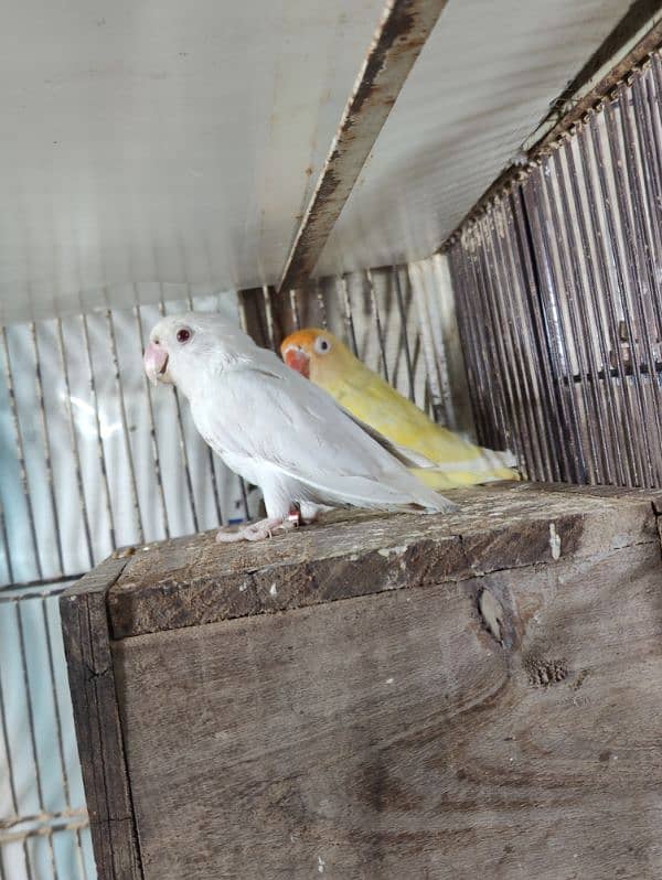 love birds Caremeno decino Albino 6