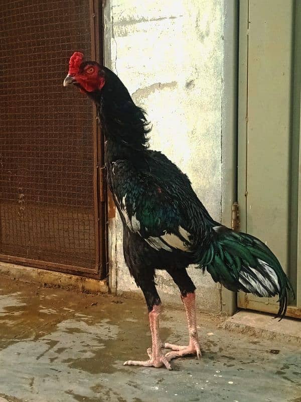 shamo 12 month  adult shamo x Thai hen 0