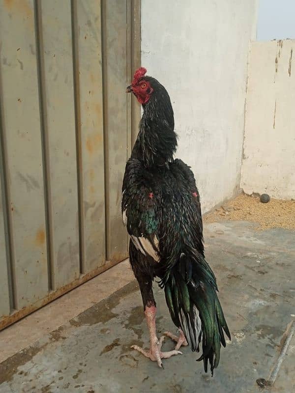 shamo 12 month  adult shamo x Thai hen 1