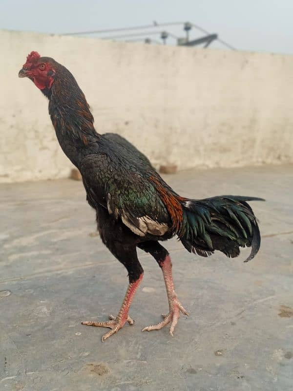 shamo 12 month  adult shamo x Thai hen 2