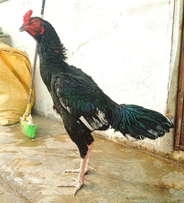 shamo 12 month  adult shamo x Thai hen 3