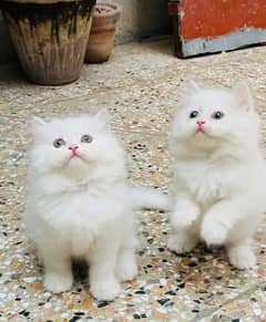 persian cat for sale 2 month age WhatsApp number 0326/77/20/525