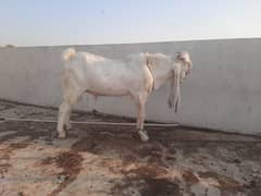 Breeder bakra