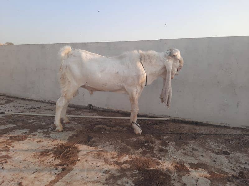 Breeder bakra 0