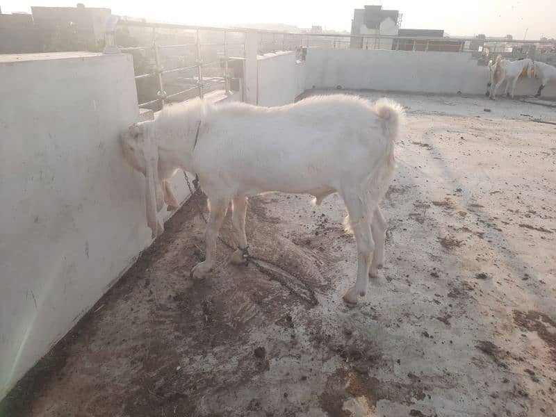 Breeder bakra 1