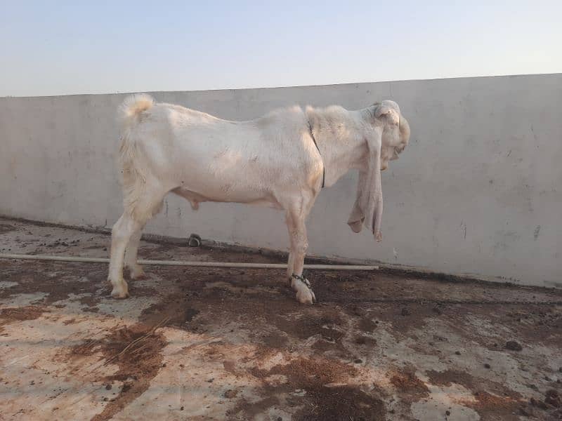 Breeder bakra 2