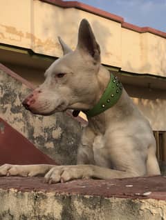 KOHATI GULTAIR DOG FOR SALE