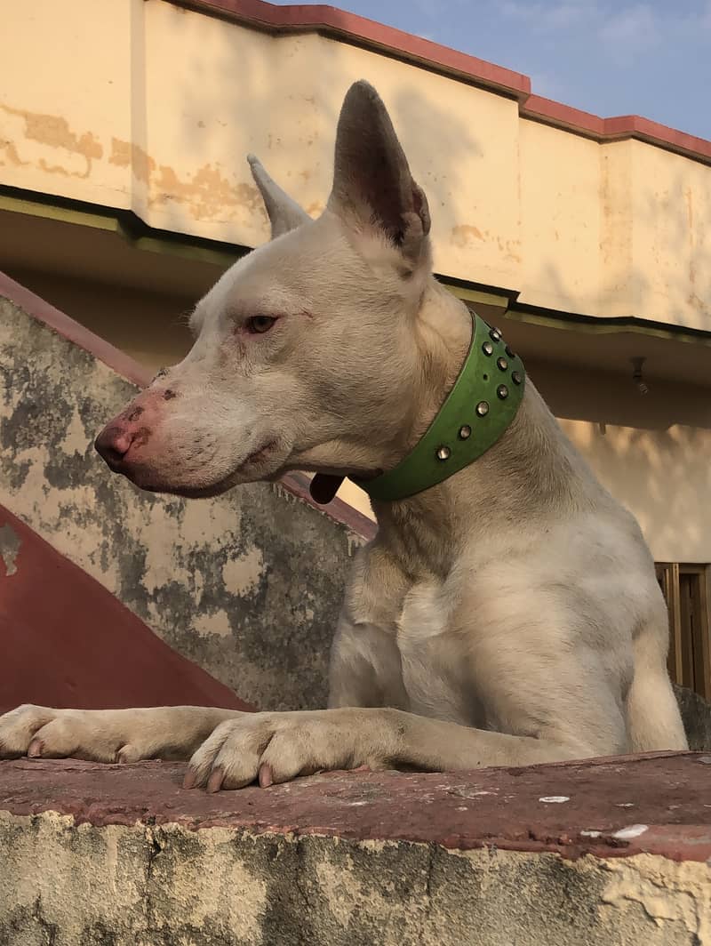 KOHATI GULTAIR DOG FOR SALE 0