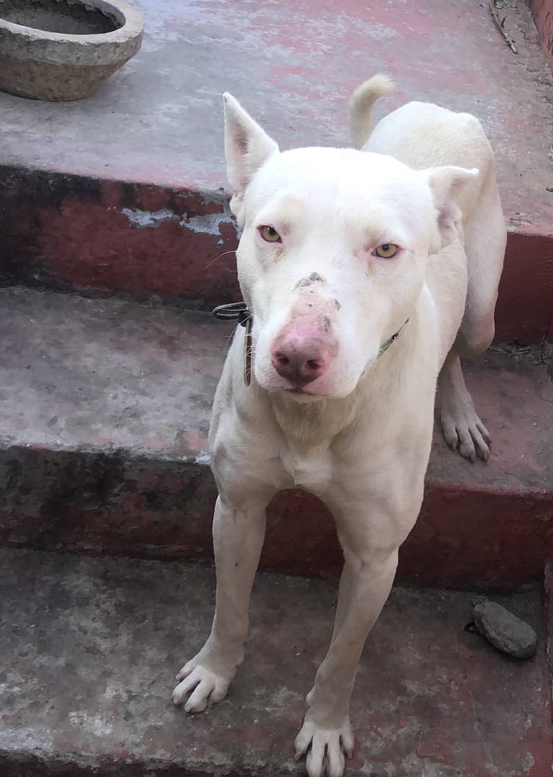 KOHATI GULTAIR DOG FOR SALE 2