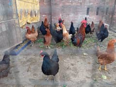 Golden misri hens/ Astralope eggs laying murgiyan for sale