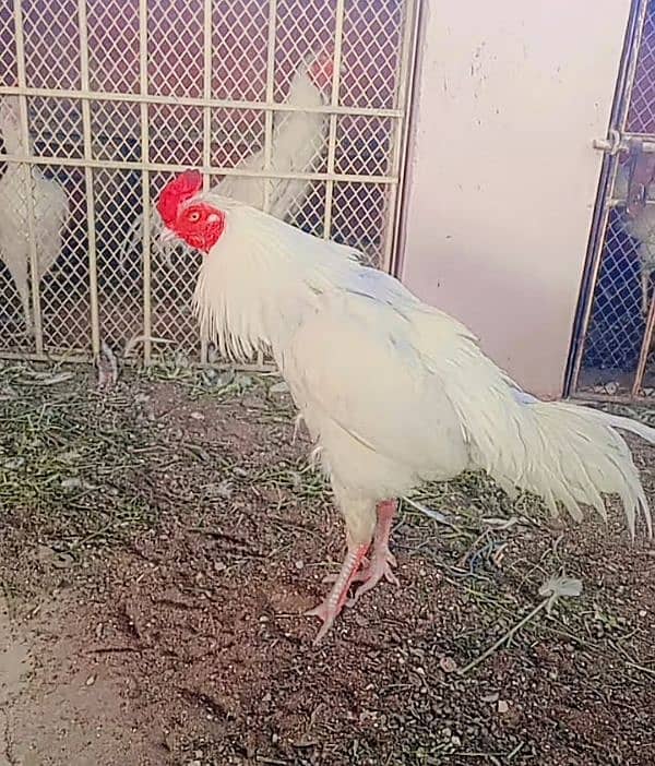 Heera/Hera/Hira Aseel breeders males available for sale 0