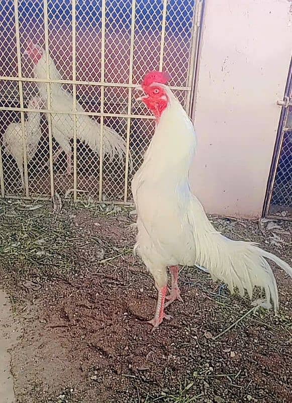 Heera/Hera/Hira Aseel breeders males available for sale 4