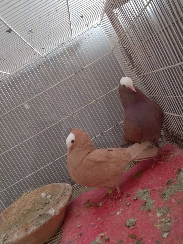 pigeon for sale 1