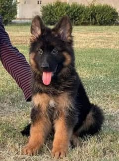 German Shepherd puppy  for sale 03039411196