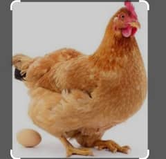 young egg laying hen 2100