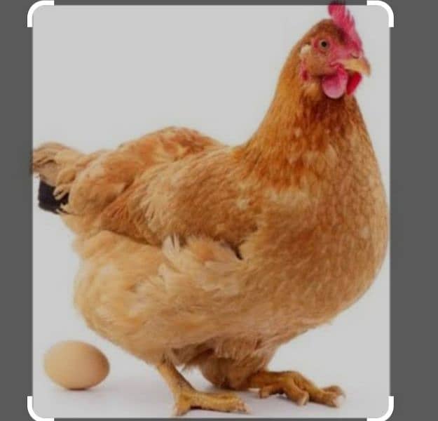 young egg laying hen for sale 1950 0