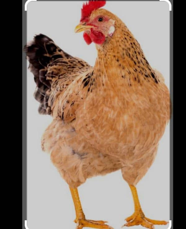 young egg laying hen for sale 1950 1