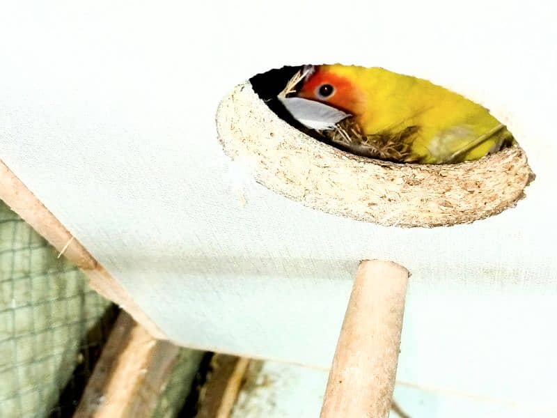 lovebird common lutino red eyes confirm and guaranteed pair 2