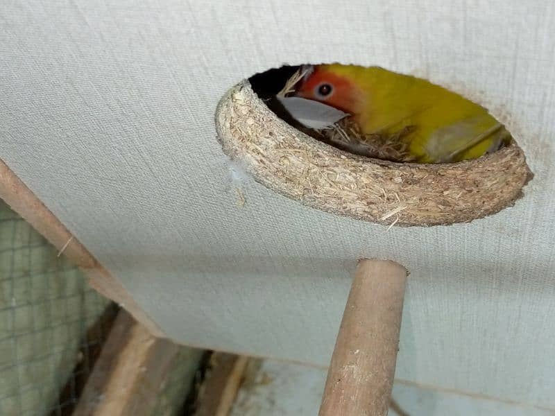 lovebird common lutino red eyes confirm and guaranteed pair 3