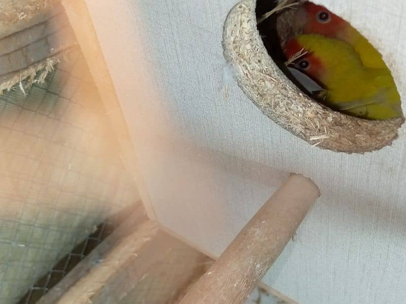 lovebird common lutino red eyes confirm and guaranteed pair 4