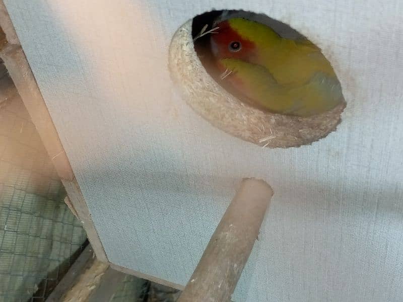 lovebird common lutino red eyes confirm and guaranteed pair 5