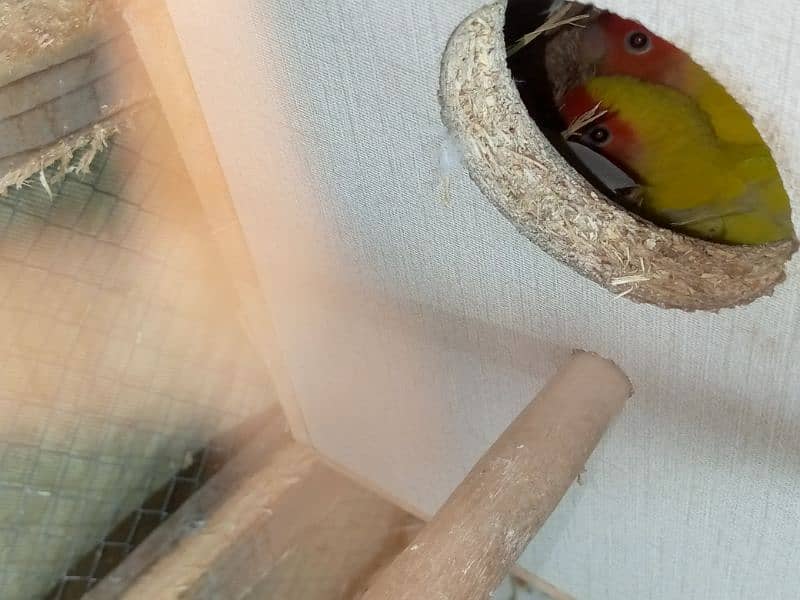 lovebird common lutino red eyes confirm and guaranteed pair 6