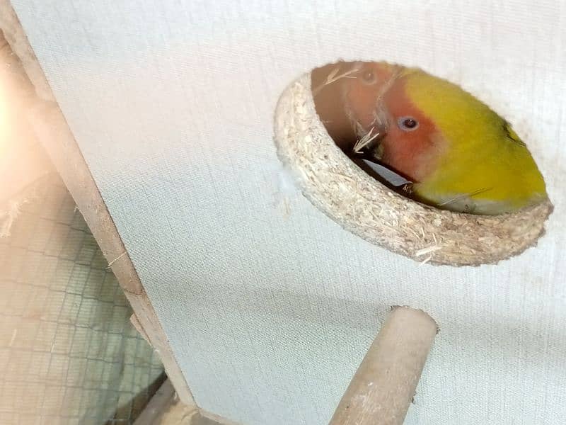 lovebird common lutino red eyes confirm and guaranteed pair 7