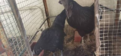 Ayam Cemani Gray tongue