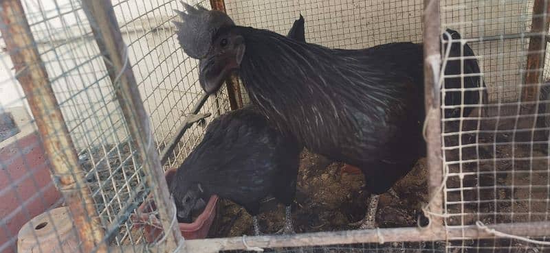 Ayam Cemani Gray tongue 2