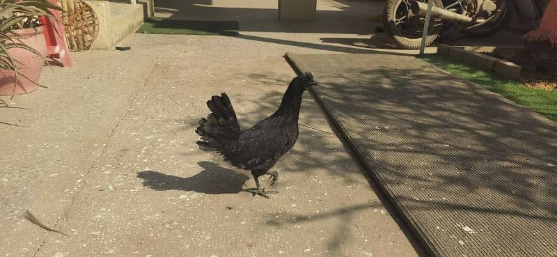 Ayam Cemani Gray tongue 4