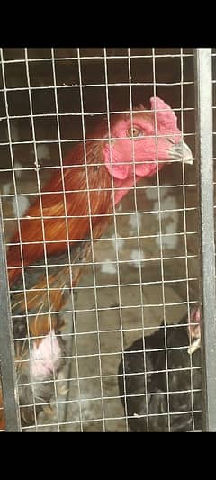 Thai+Shamoo Male hen age 11 months height 2.5 feet approx