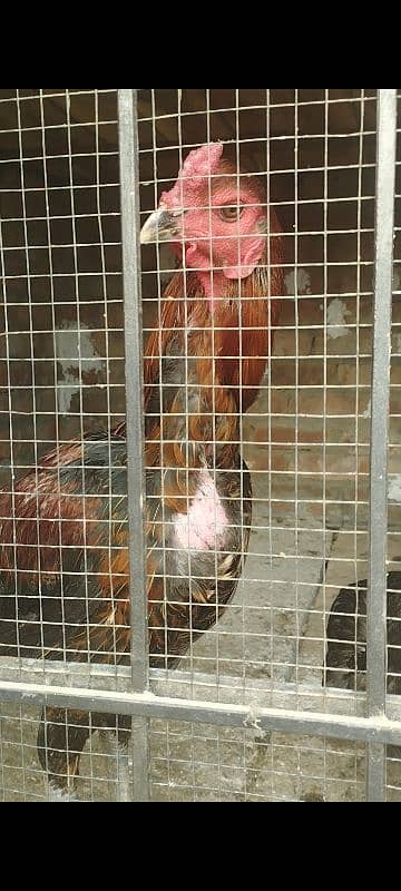 Thai+Shamoo Male hen age 11 months height 2.5 feet approx 1