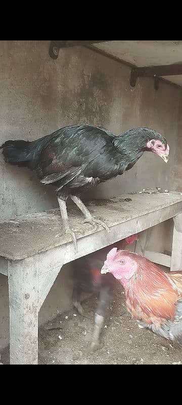 Thai+Shamoo Male hen age 11 months height 2.5 feet approx 2