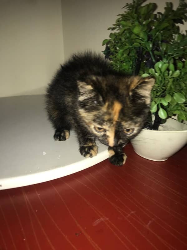 Siberian kittens for sale 3