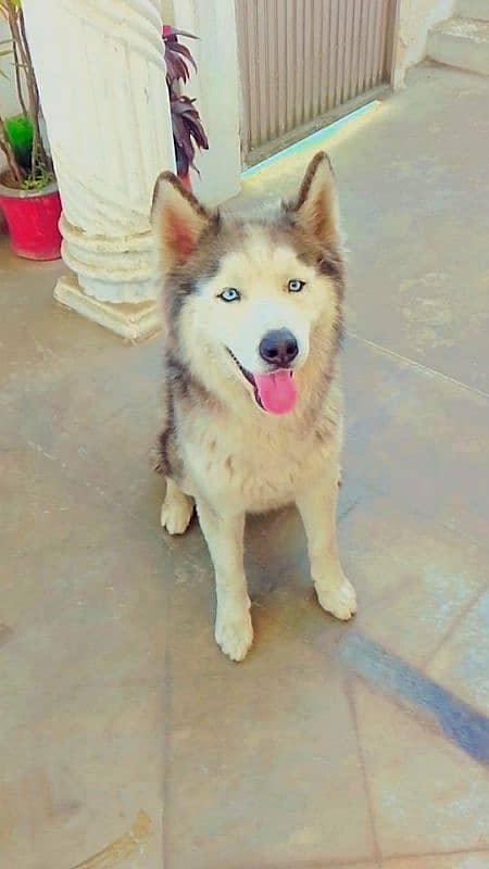 Saiberian husky male for sell 03068989967 0