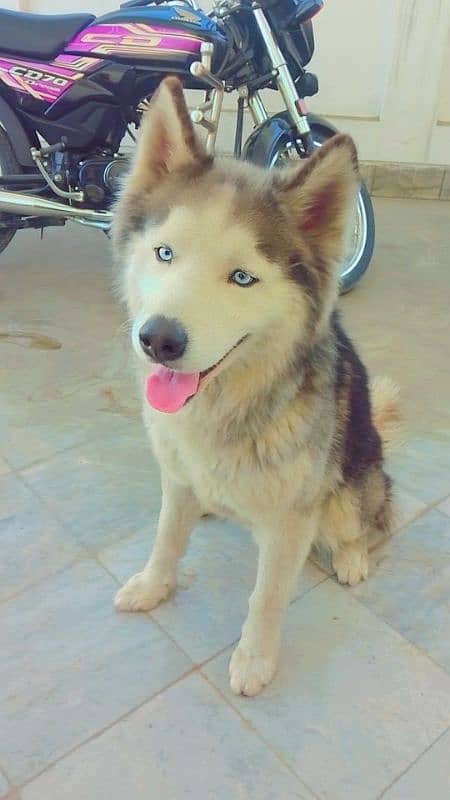 Saiberian husky male for sell 03068989967 1