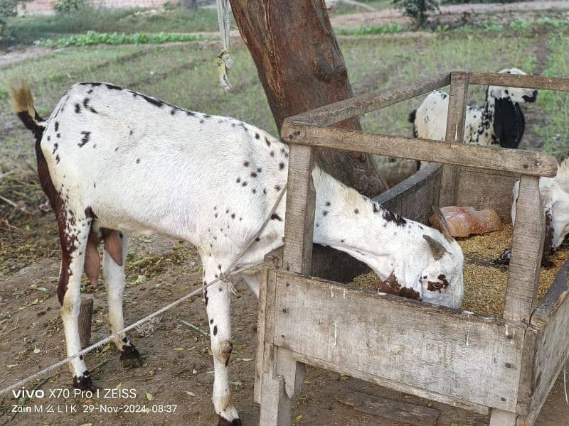 Desi bakri with 2 kids Bakra and bakri for sale 0