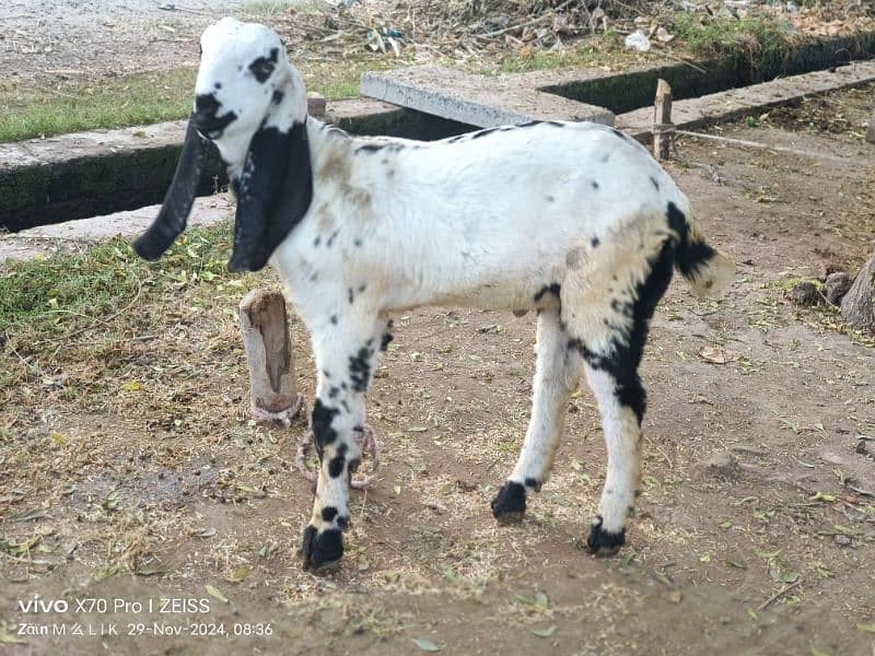 Desi bakri with 2 kids Bakra and bakri for sale 1