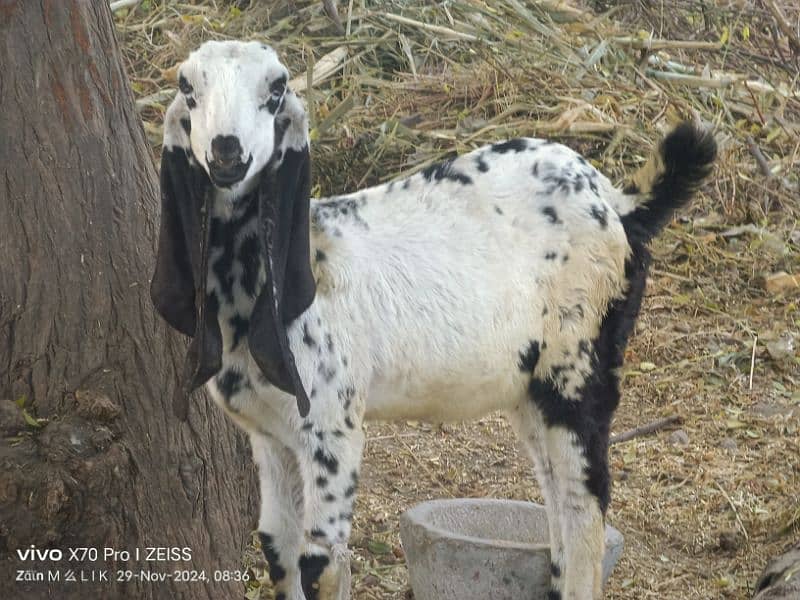 Desi bakri with 2 kids Bakra and bakri for sale 2