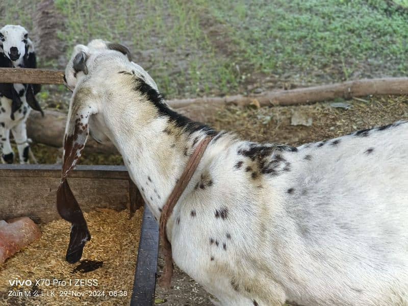 Desi bakri with 2 kids Bakra and bakri for sale 3