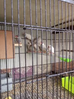 Jawa Finch Whole Family 6 Chicks plus breeder pair for sale