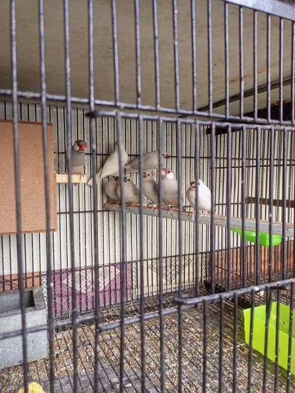 Jawa Finch Whole Family 6 Chicks plus breeder pair for sale 1