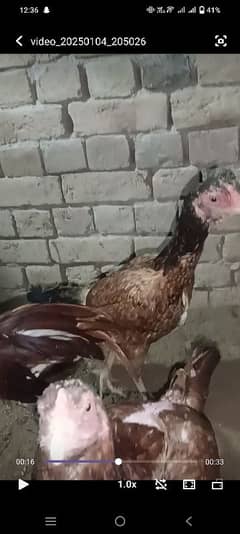 pure aseel mianwali 3 females for sale