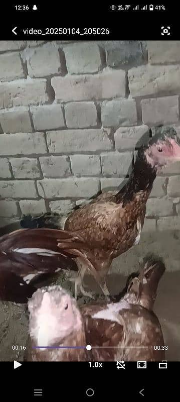 pure aseel mianwali 3 females for sale 0