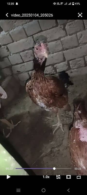 pure aseel mianwali 3 females for sale 2