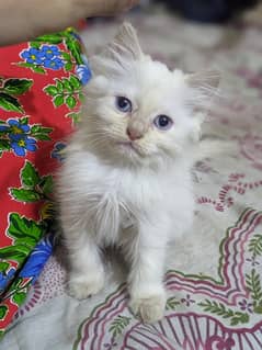 Double Coat Blue Eye Kitten